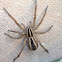Rabid Wolf Spider