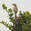 Red-winged warbler