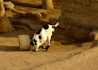 DSC04617.JPG