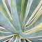 American agave