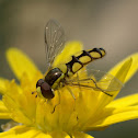Hover Fly