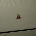 Unknown spotting