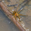 Six-spotted Fishing Spider