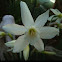 White Daffodil
