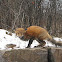 Red Fox