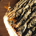 Eastern Cicada Killer