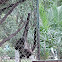spider monkey, mono araña