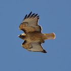 Red-Tailed Hawk