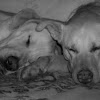 Sleeping Dogs 2