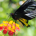 Magellan Birdwing (Male)