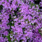 Azaleas