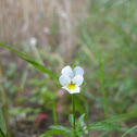 Field pansy