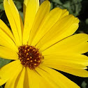 Pot Marigold