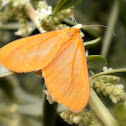 Moth