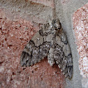 Waved Sphinx