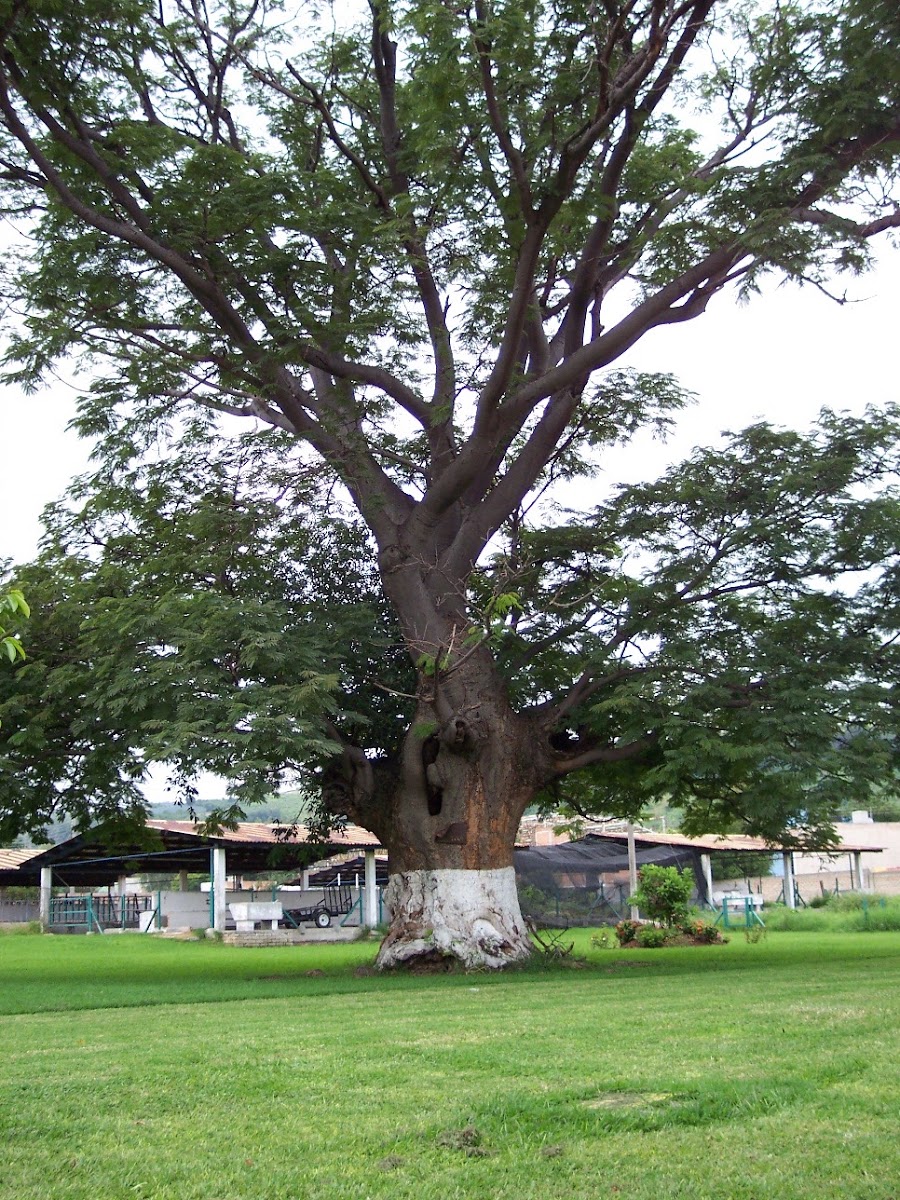 Parota