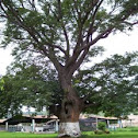 Parota