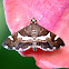 Hawaiian Beet Webworm Moth