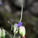 Blue porterweed