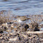 Common Sandpiper; Andarríos Chico
