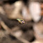 Hoverfly