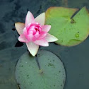 Water Lilly 