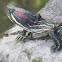 Red  Eared Slider