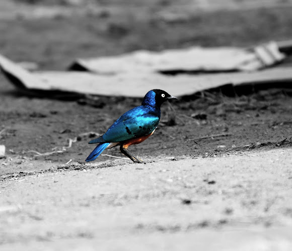 Spotting Image 1