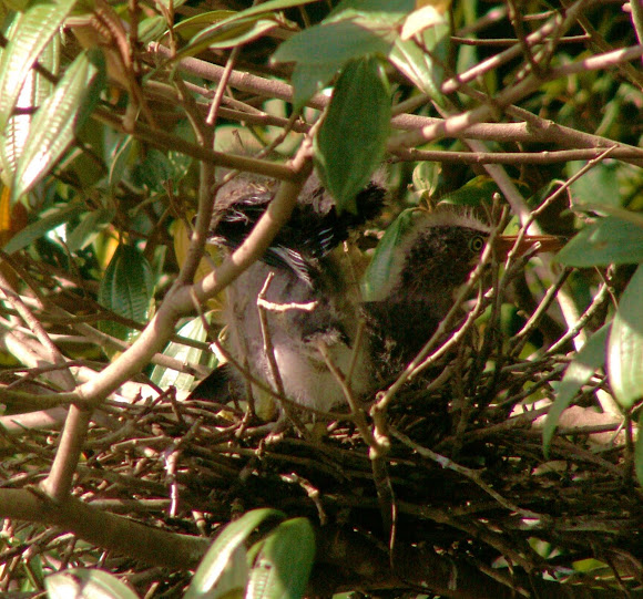 Spotting Image 1