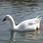 domestic goose; oca común