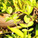 Red-bellied water snake