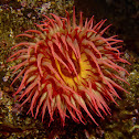 Rose Anemone