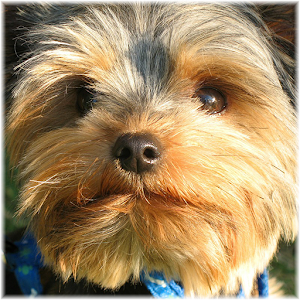 Dog Training Guide.apk 1.1.1