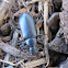 False Mealworm Beetle 