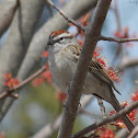 Chipping Sparrow