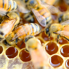 Procuring Bees and Honey Cake