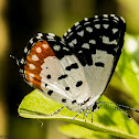 Red Pierrot
