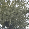 Lichen