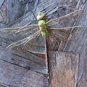 Common Green Darner