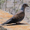 Turtle Dove; Tórtola Común