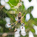 Golden Silk Orb-Weaver