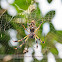Golden Silk Orb-Weaver