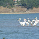 American White Pelican