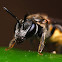 Small Bee