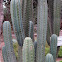 San Pedro cactus