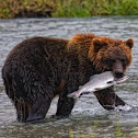 Coastal brown bear