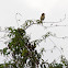 Golden-headed Cisticola