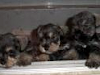 Vendo Hermosas Cachorras Schnauzer