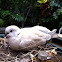 Ringneck dove