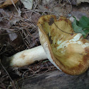 Mushroom